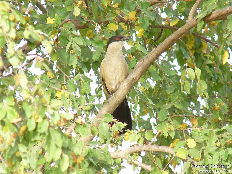 Senegal Coucal