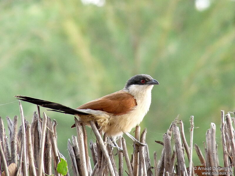 Coucal du Sénégal