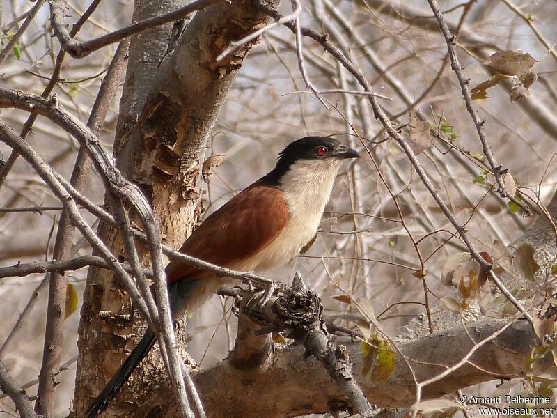 Senegal Coucal