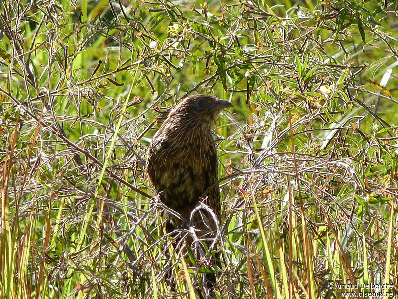 Coucal faisan