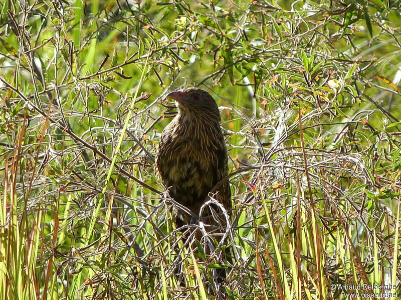 Coucal faisan