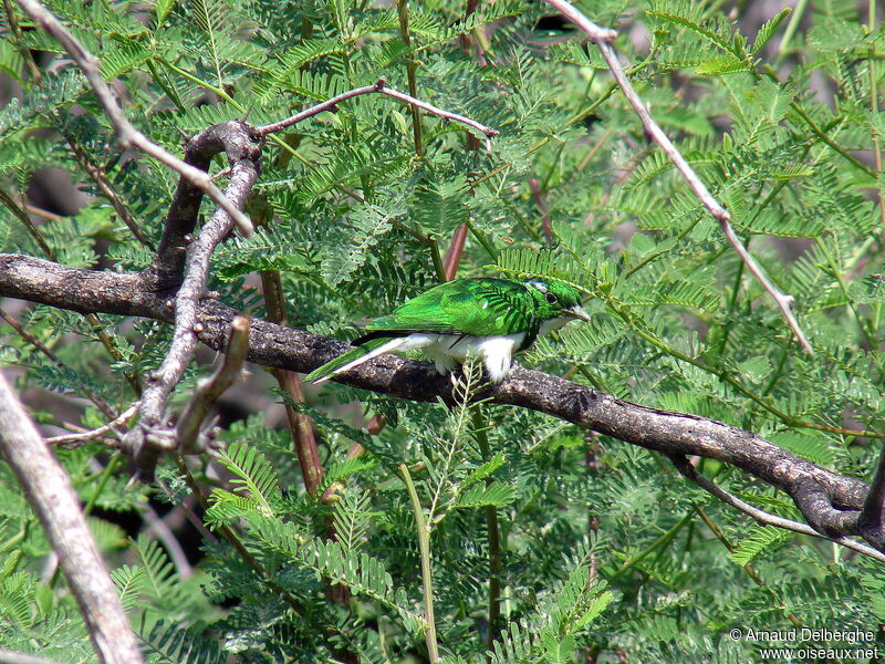 Klaas's Cuckoo