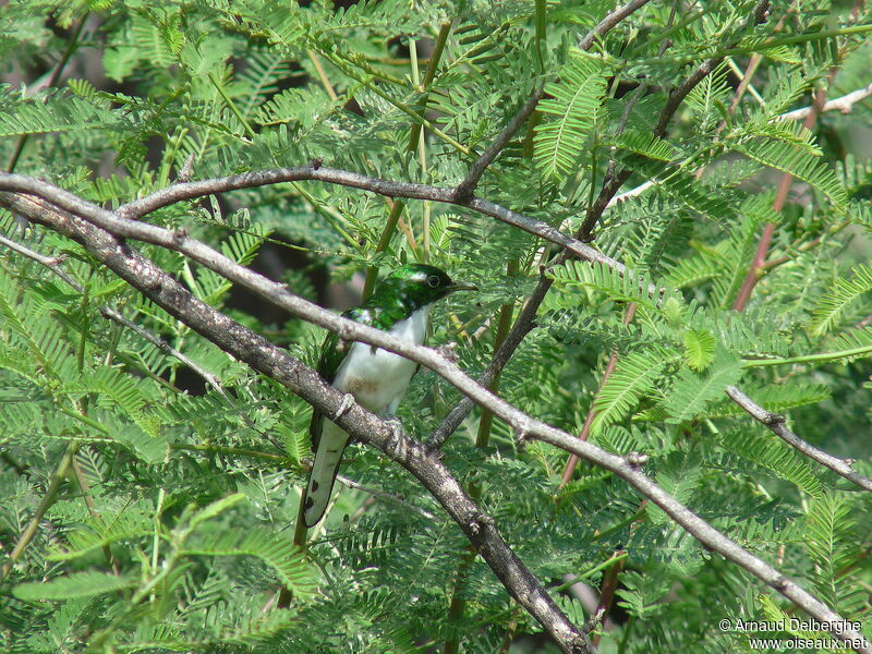 Klaas's Cuckoo