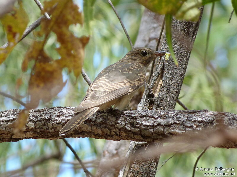 Sahul Brush Cuckooadult, feeding habits