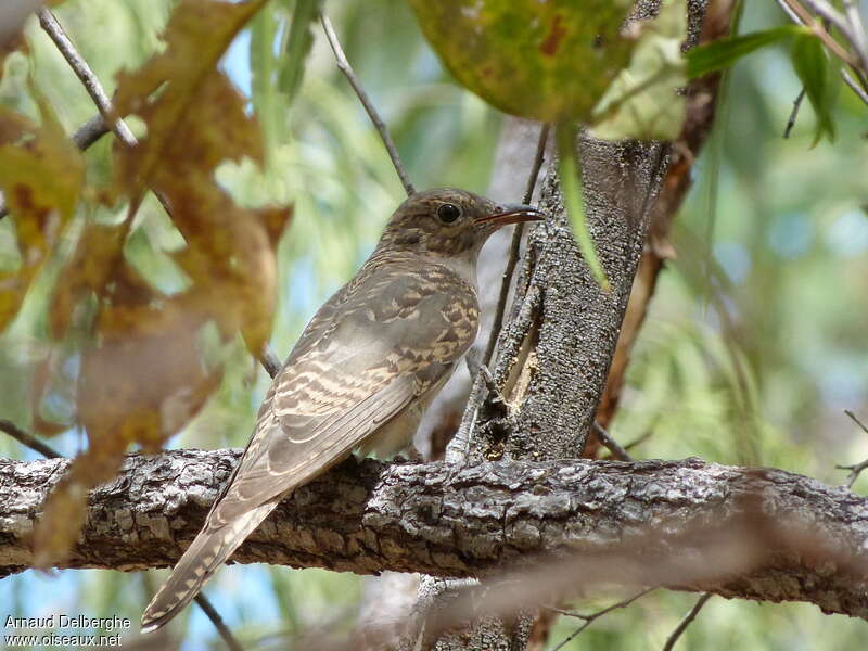 Coucou des buissonsadulte, identification