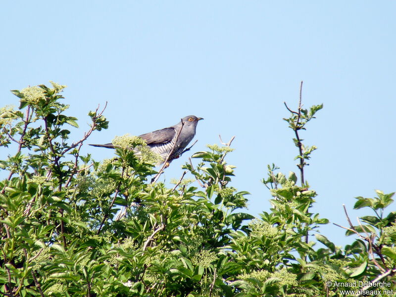 Common Cuckoo