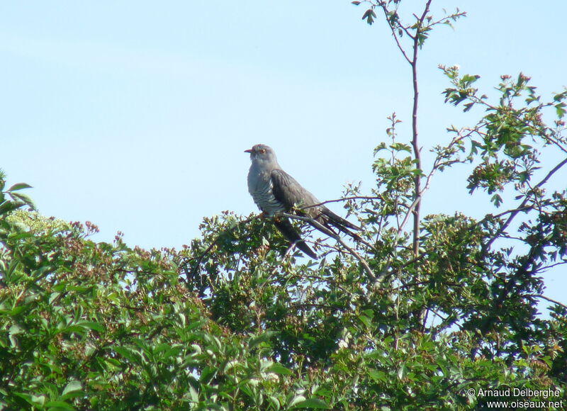 Common Cuckoo