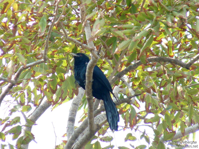 Asian Koel male