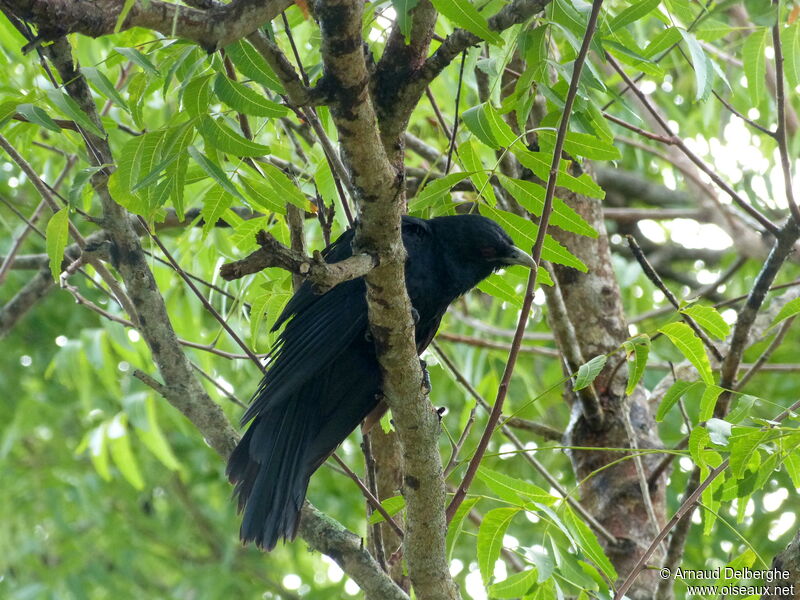 Asian Koel male