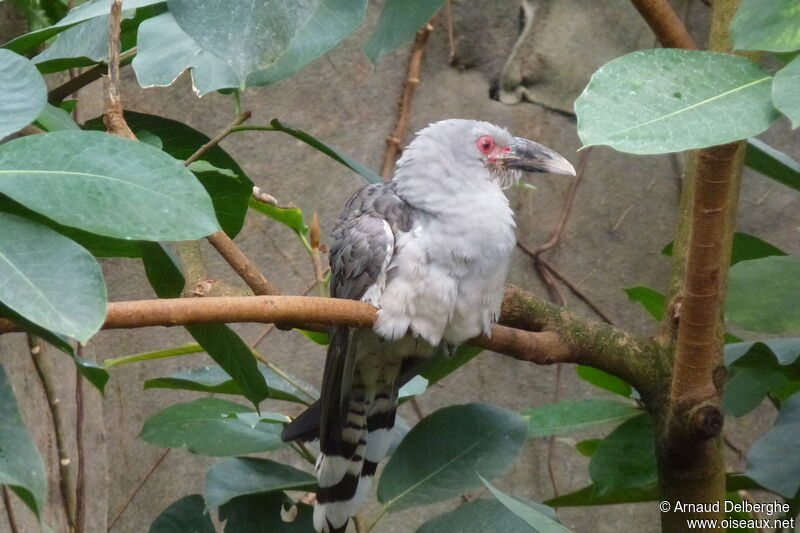 Channel-billed Cuckoo