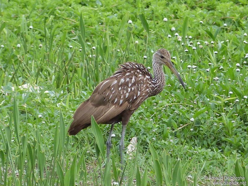 Limpkin