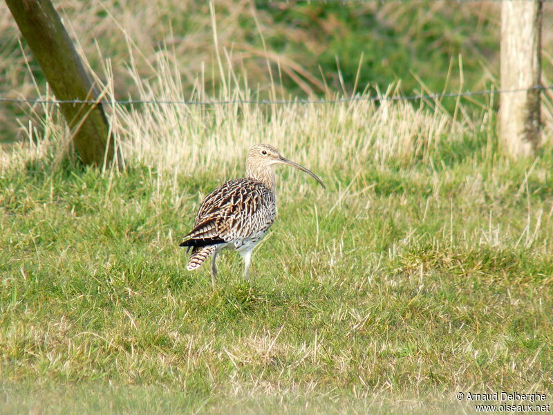 Eurasian Curlew