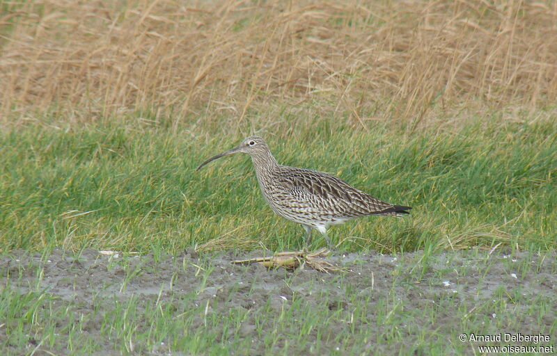 Eurasian Curlew