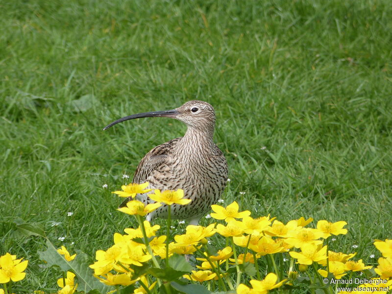 Eurasian Curlew