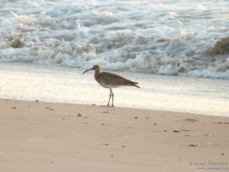 Eurasian Whimbrel