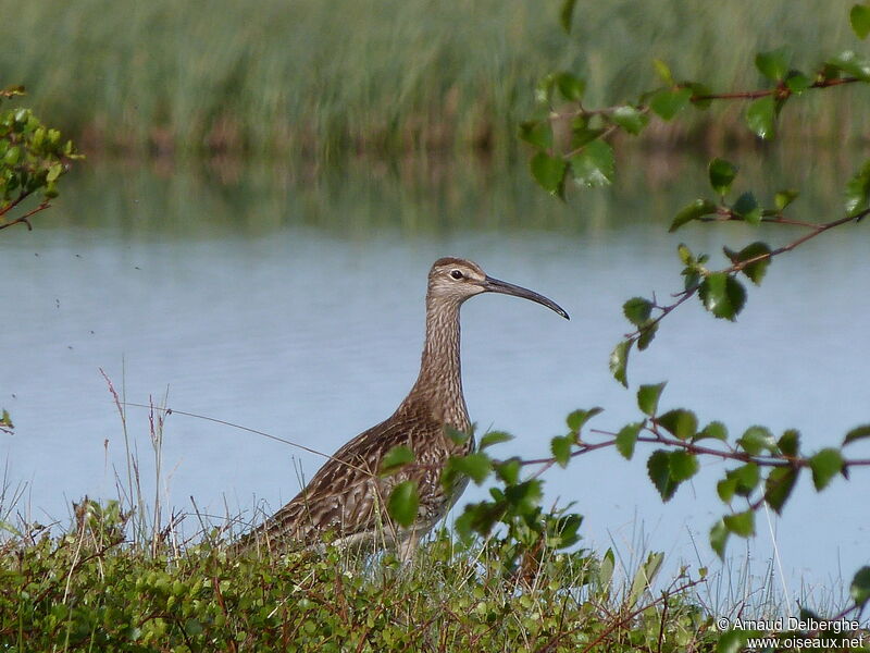 Eurasian Whimbrel