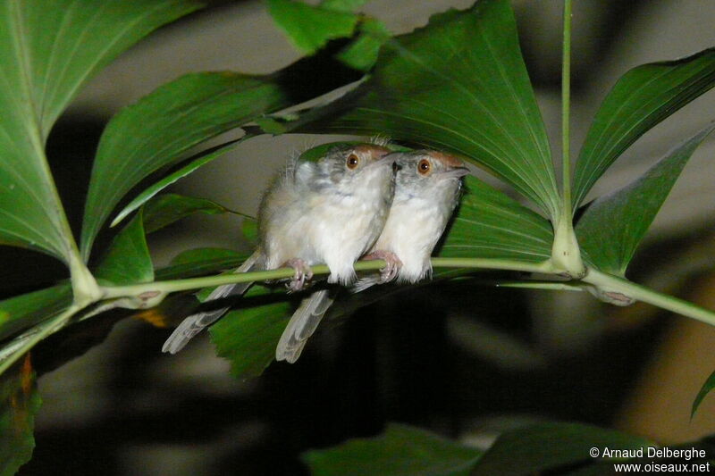 Common Tailorbird