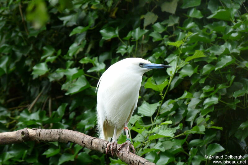 Crabier blanc