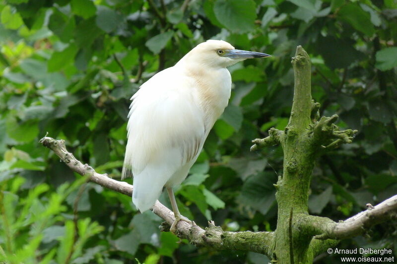 Crabier blancadulte, identification