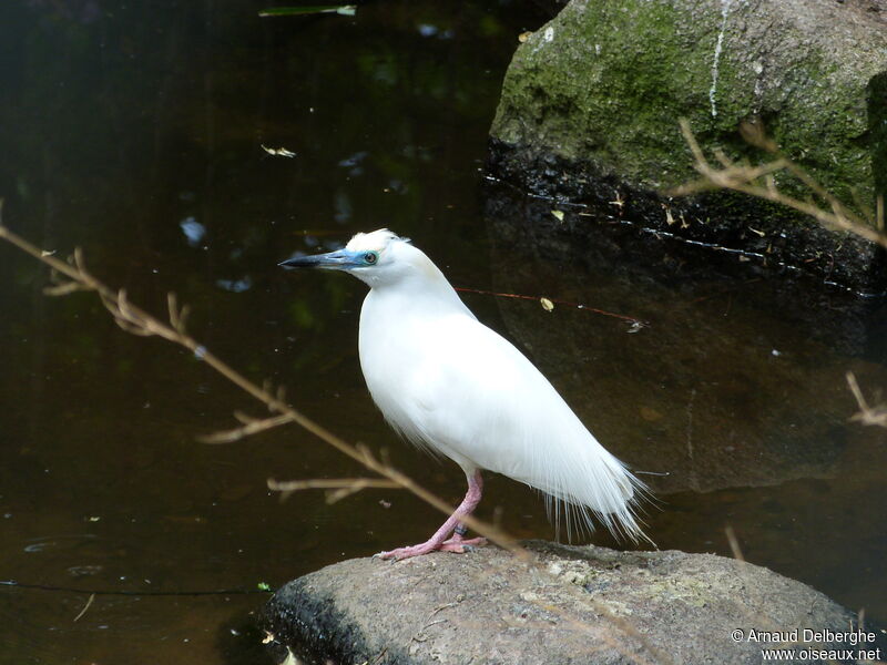 Crabier blancadulte nuptial, identification