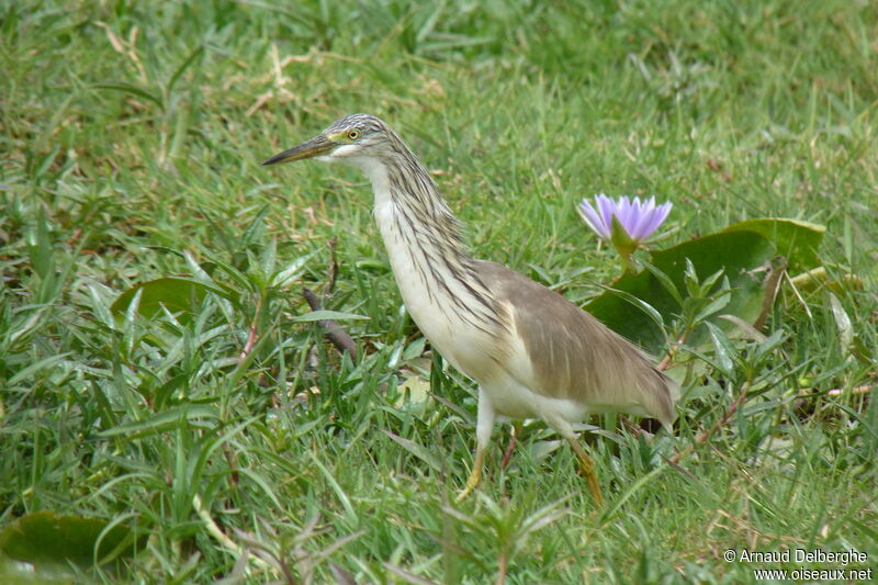 Crabier chevelu