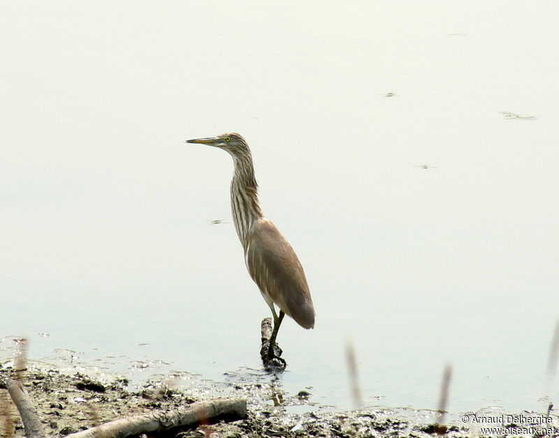 Chinese Pond Heron