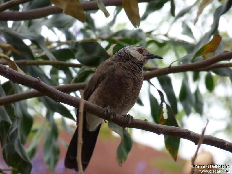 White-rumped Babbler