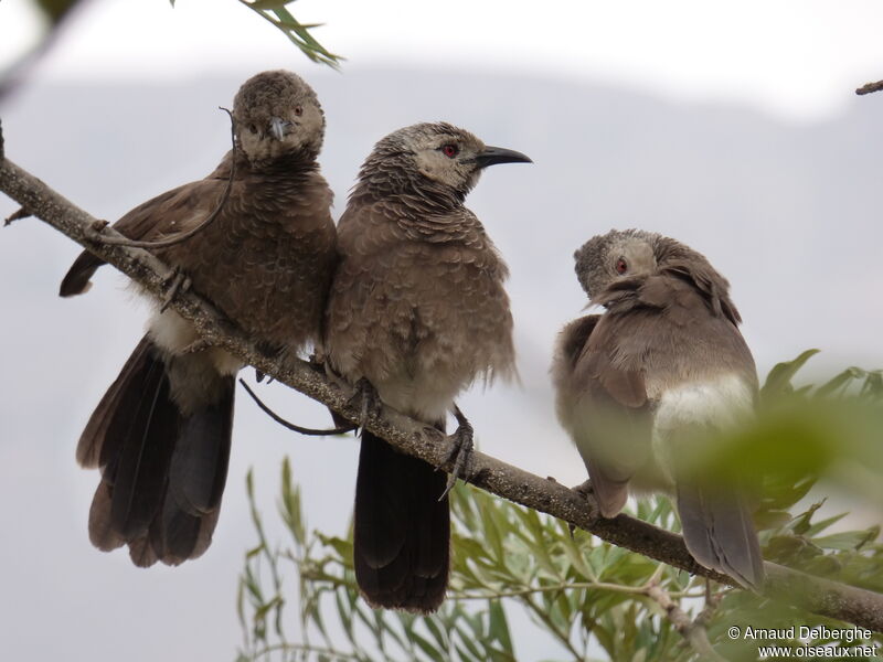 White-rumped Babbler