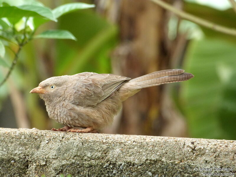 Yellow-billed Babbler