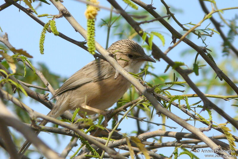 Common Babbler