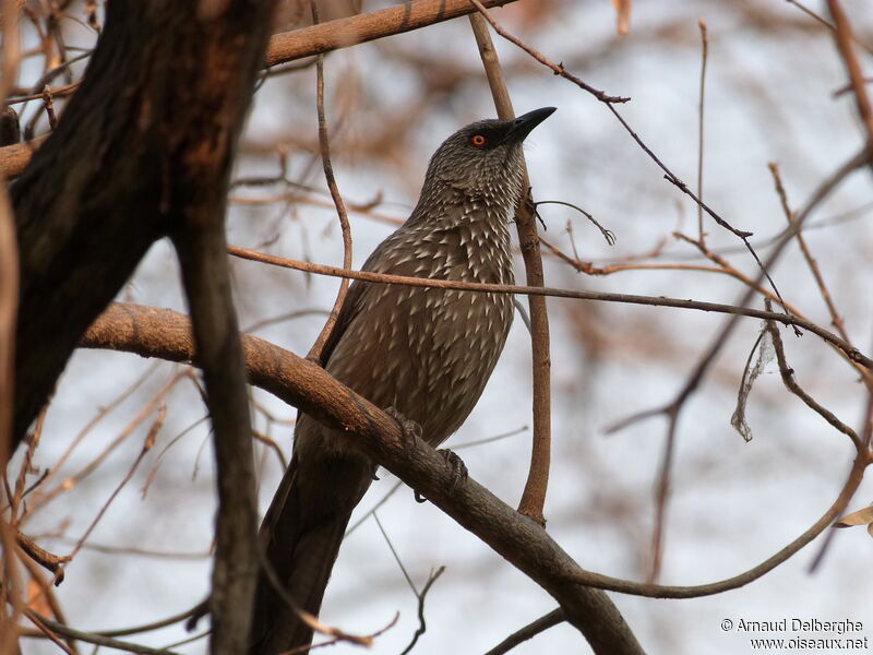 Arrow-marked Babbler