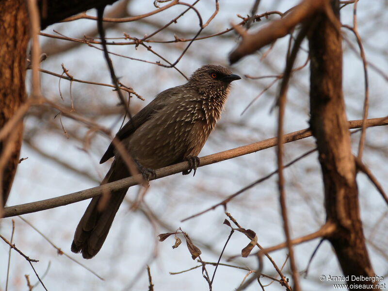 Arrow-marked Babbler