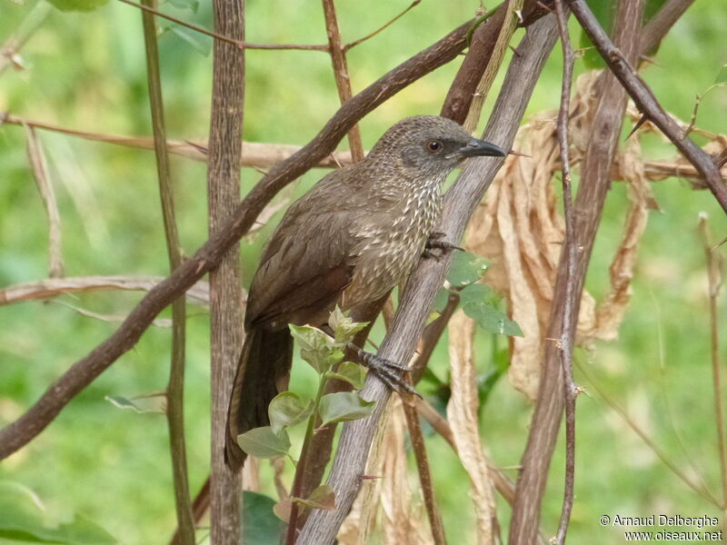 Arrow-marked Babbler