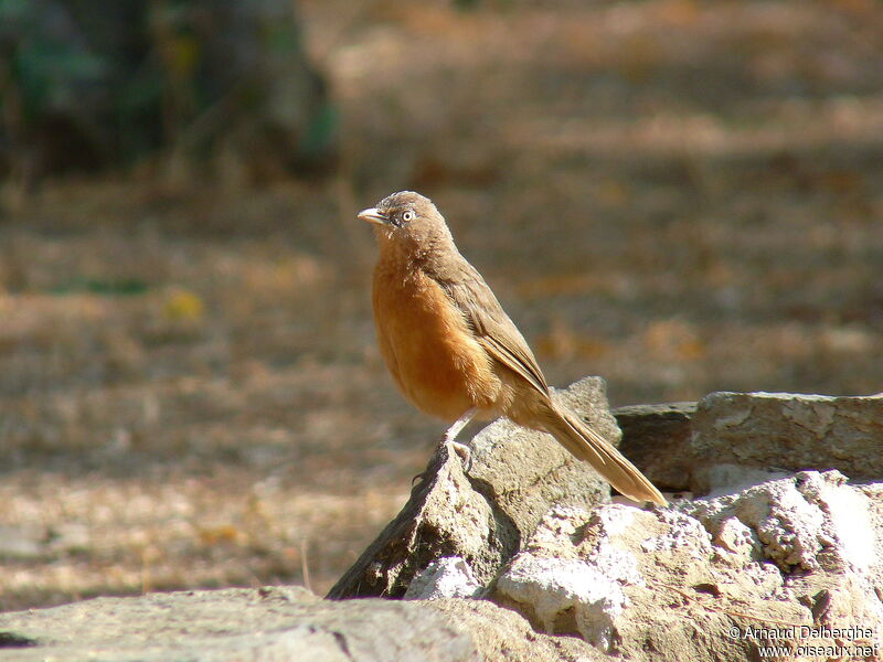 Cratérope rubigineuxadulte, identification