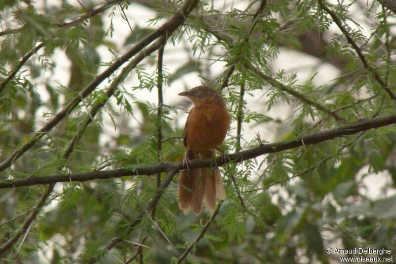 Rufous Chatterer