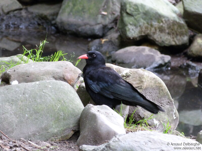 Red-billed Chough