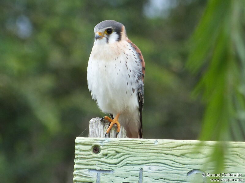 American Kestrel