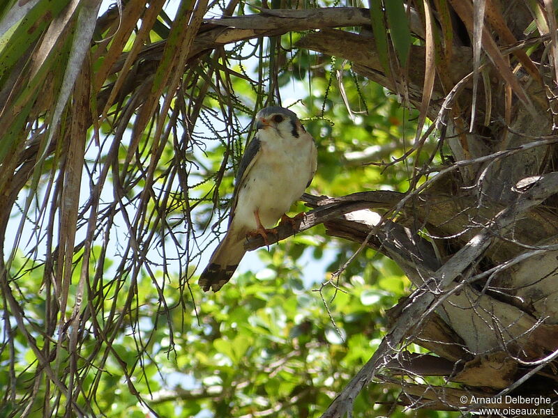 American Kestrel