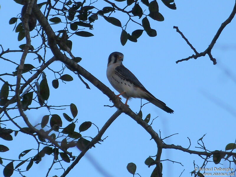 American Kestrel