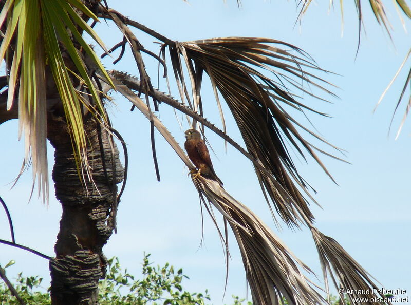 Malagasy Kestrel