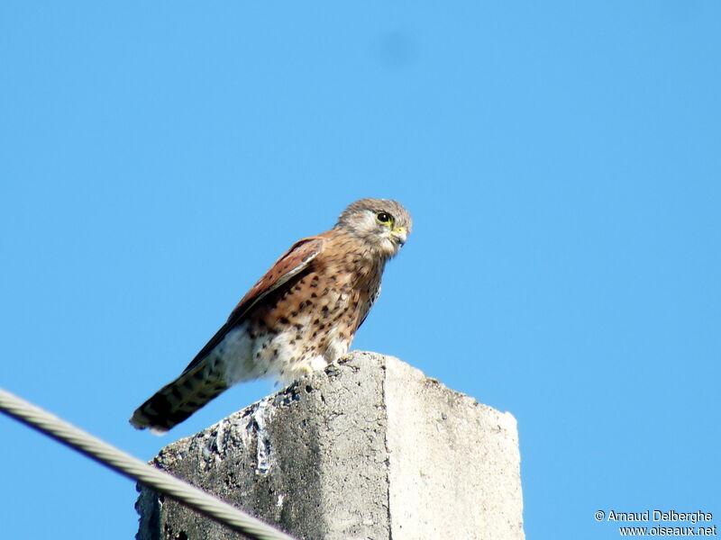 Malagasy Kestrel