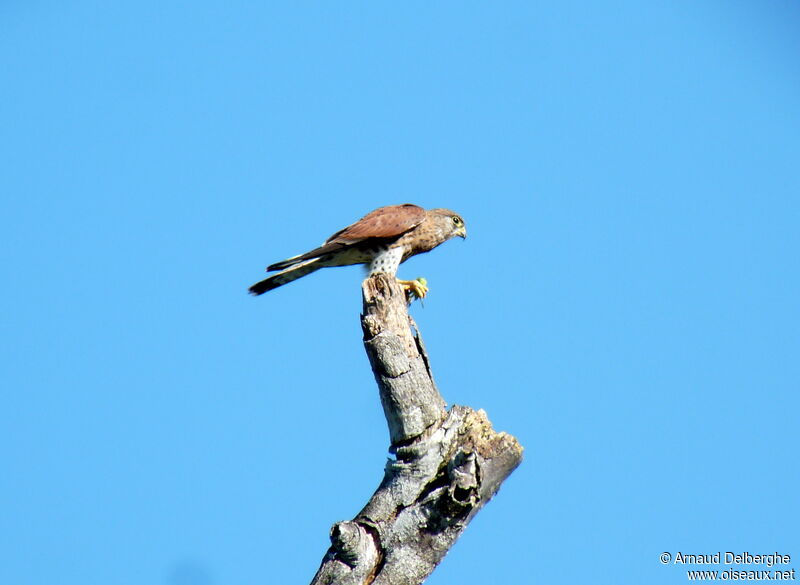 Malagasy Kestrel