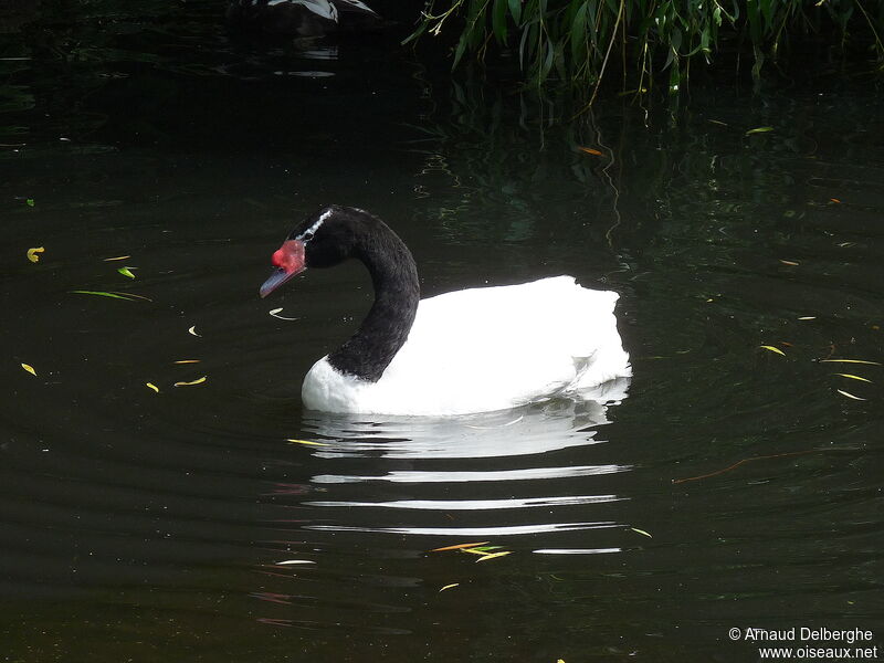 Cygne à cou noir