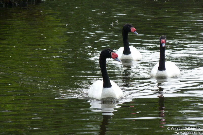 Cygne à cou noir