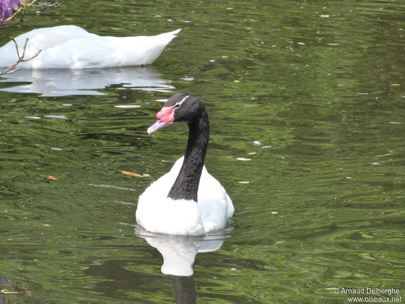 Black-necked Swan