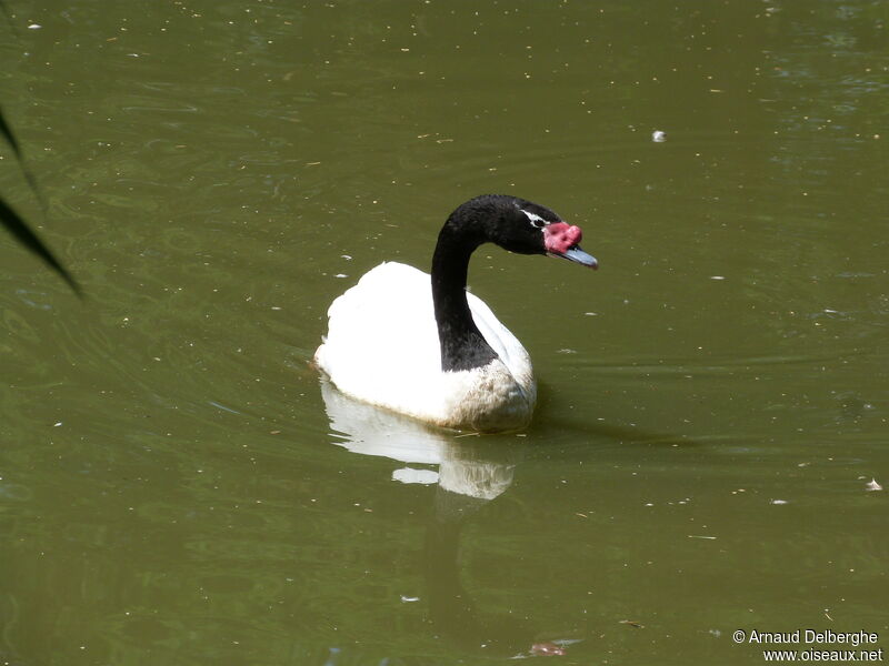 Cygne à cou noir