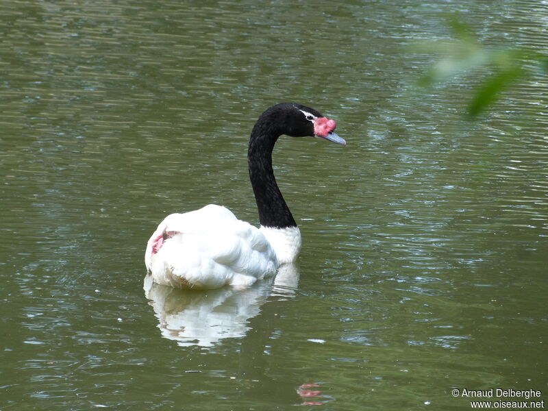 Cygne à cou noir