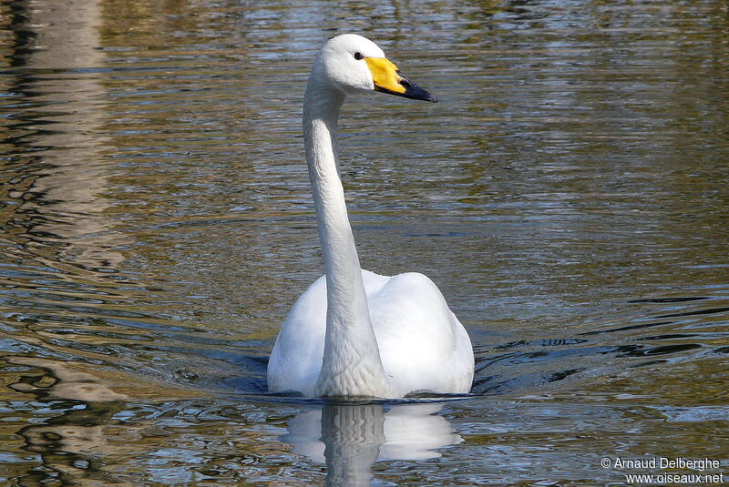 Cygne chanteur