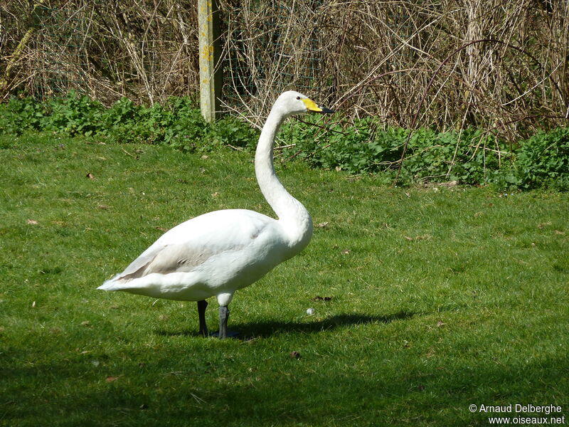 Whooper Swan