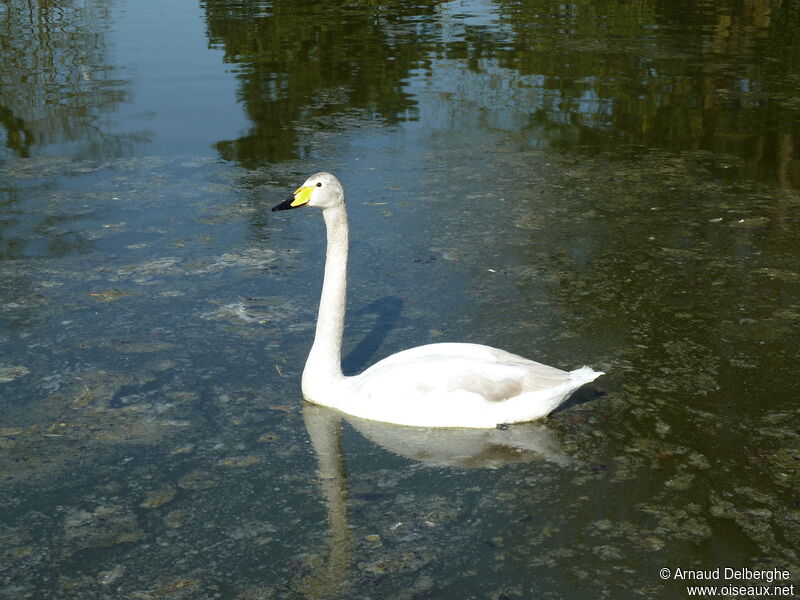 Whooper Swan